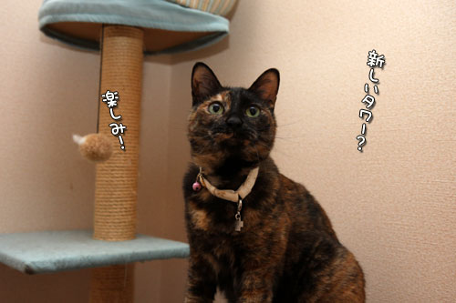 お気に入り撤去願い。_d0355333_12500859.jpg