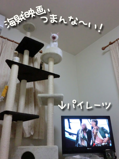 テレビが好きだったのに?★ななこ便り_d0355333_12501031.jpg