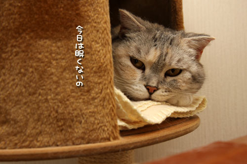 まずは確認、のはずが。_d0355333_12501166.jpg