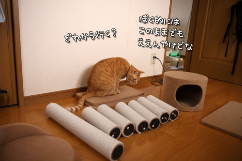 猫の手は借りない。_d0355333_12501337.jpg