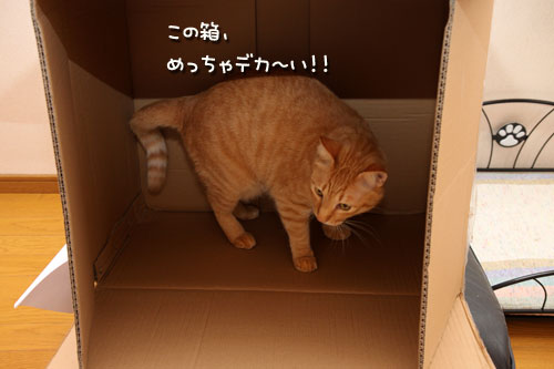 猫の手は借りない。_d0355333_12501371.jpg