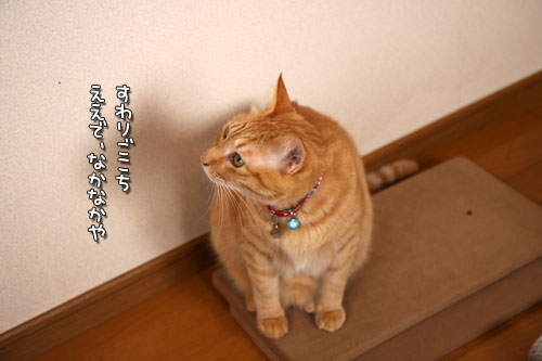 猫の手は借りない。_d0355333_12501389.jpg