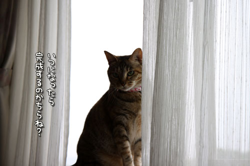 猫の手は借りない。_d0355333_12501420.jpg