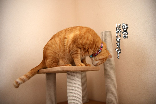 猫の手は借りない。_d0355333_12501428.jpg