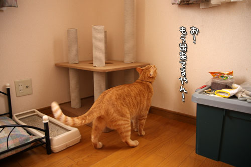 猫の手は借りない。_d0355333_12501485.jpg