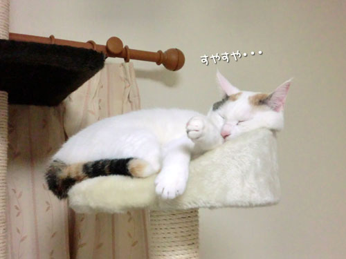 タワー最上階で★ななこ便り_d0355333_12501916.jpg