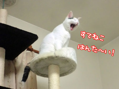 ななこの主張!★ななこ便り_d0355333_12501986.jpg
