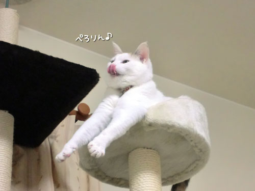 タワー最上階で★ななこ便り_d0355333_12501999.jpg