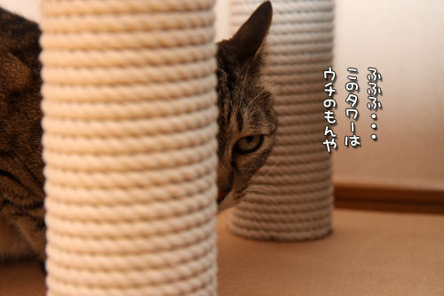 新しいタワーの主は?★追記あり_d0355333_12502208.jpg