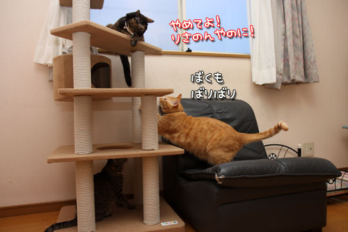 新しいタワーの主は?★追記あり_d0355333_12502209.jpg