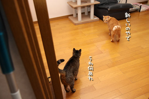新しいタワーの主は?★追記あり_d0355333_12502242.jpg