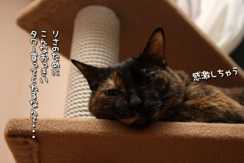 新しいタワーの主は?★追記あり_d0355333_12502305.jpg
