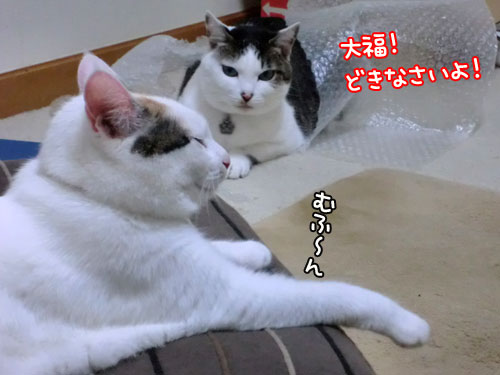 場所取りゲーム?_d0355333_12502309.jpg