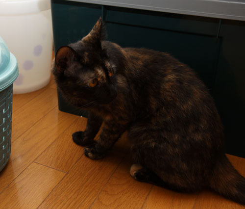 さびっこさんがやってきた_d0355333_12502416.jpg