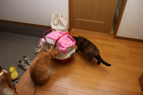 こはくちゃん病院へ行く_d0355333_12502500.jpg