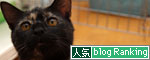 こはくちゃんのチャームポイント_d0355333_12502548.jpg