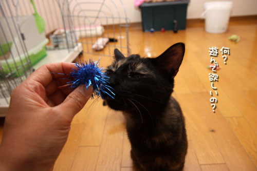 こはくちゃん病院へ行く_d0355333_12502677.jpg