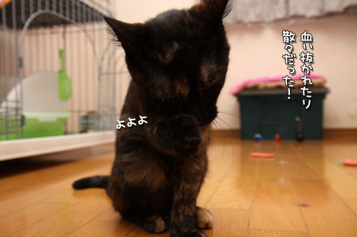 こはくちゃん病院へ行く_d0355333_12502682.jpg