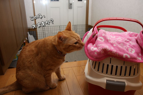 こはくちゃん病院へ行く_d0355333_12502689.jpg