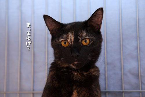 こはくちゃんのチャームポイント_d0355333_12502756.jpg