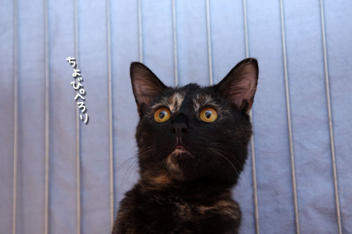 こはくちゃんのチャームポイント_d0355333_12502770.jpg