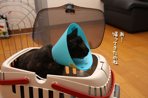 頑張ったよ。_d0355333_12503069.jpg