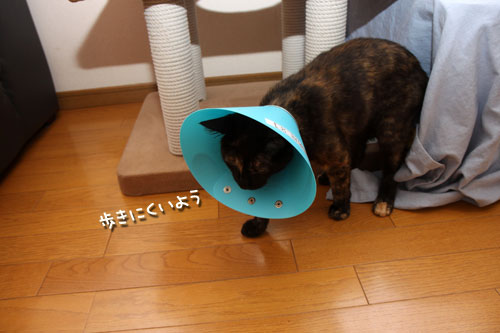 頑張ったよ。_d0355333_12503152.jpg