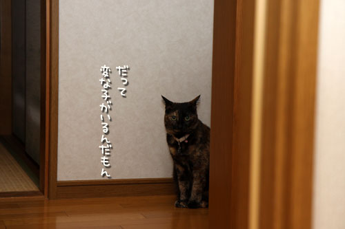 ブラシでご機嫌とり_d0355333_12503206.jpg