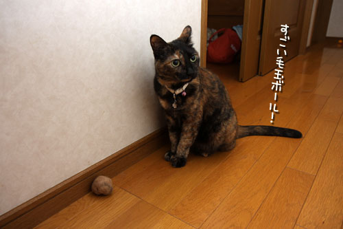 ブラシでご機嫌とり_d0355333_12503210.jpg