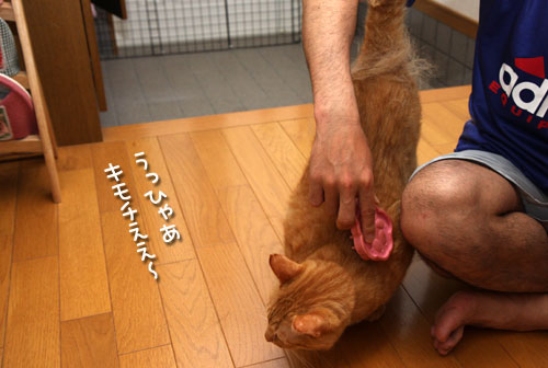 ブラシでご機嫌とり_d0355333_12503266.jpg