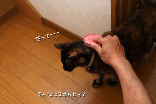 ブラシでご機嫌とり_d0355333_12503270.jpg