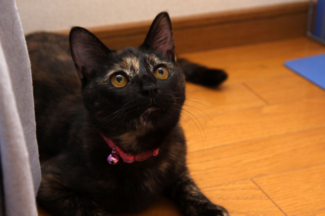 琥珀ちゃんの里親さん募集スタート!_d0355333_12503593.jpg