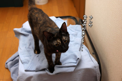 仲良くしてほしいんだけど_d0355333_12503704.jpg