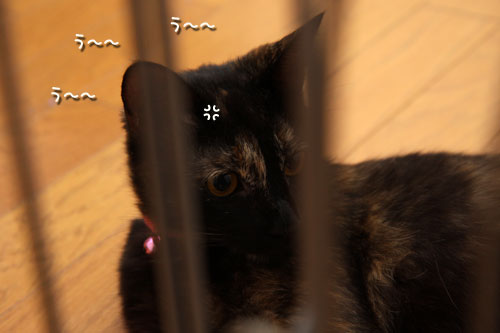 仲良くしてほしいんだけど_d0355333_12503735.jpg