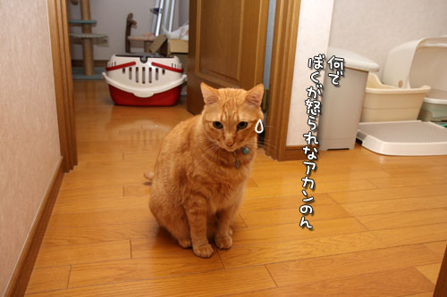 仲良くしてほしいんだけど_d0355333_12503765.jpg