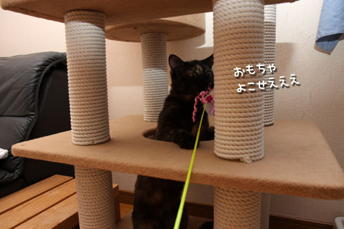 こはくちゃんのいいところ。_d0355333_12503805.jpg