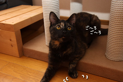 こはくちゃんのいいところ。_d0355333_12503859.jpg
