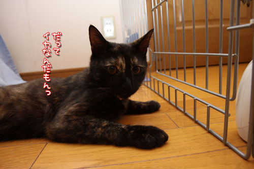 仲良くしてほしいんだけど_d0355333_12503870.jpg