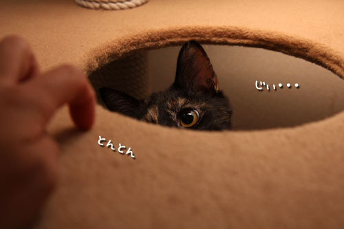 こはくちゃんのいいところ。_d0355333_12503876.jpg