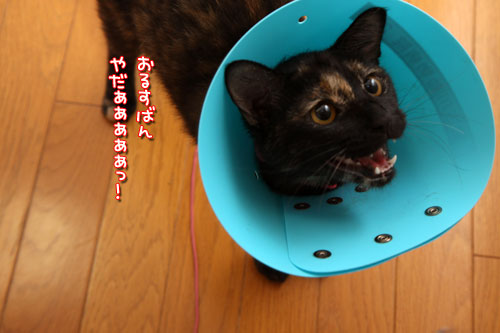 ララちゃんにおまかせ!_d0355333_12503904.jpg
