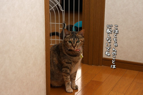 ララちゃんにおまかせ!_d0355333_12503962.jpg
