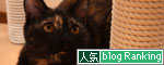 こはくちゃんのいいところ。_d0355333_12503973.jpg
