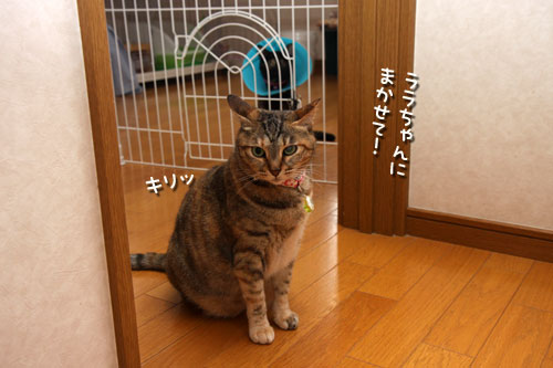 ララちゃんにおまかせ!_d0355333_12504028.jpg