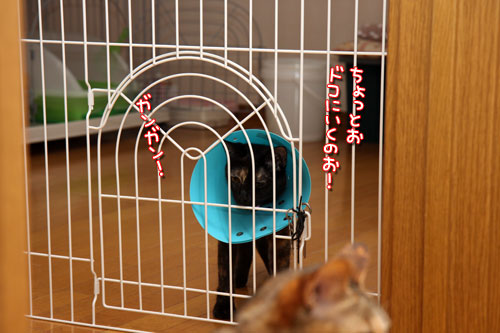 ララちゃんにおまかせ!_d0355333_12504061.jpg