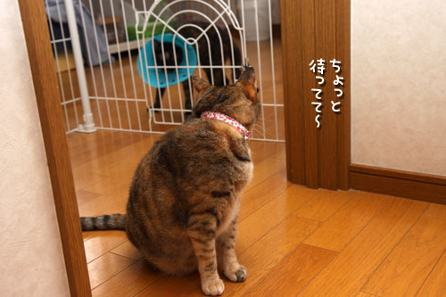 ララちゃんにおまかせ!_d0355333_12504075.jpg
