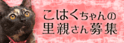 カーテンごしの攻防!_d0355333_12512040.gif