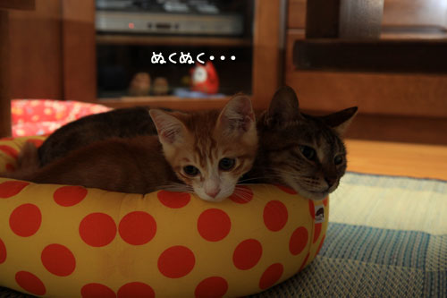 こねこ味。_d0355333_12533243.jpg
