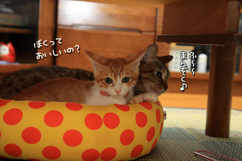 こねこ味。_d0355333_12533257.jpg