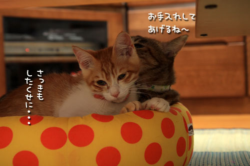 こねこ味。_d0355333_12533265.jpg