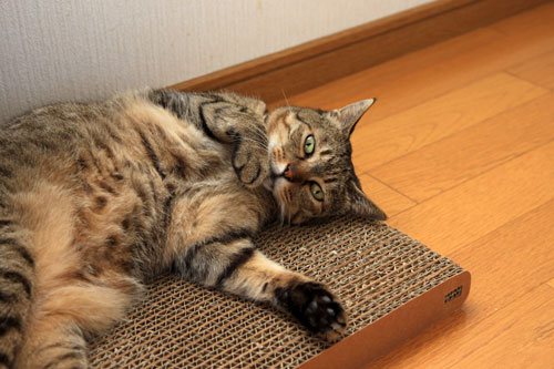 本当にいる。_d0355333_12533730.jpg